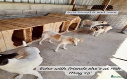 Mixed Breed dogs for adoption: Avis, 1yr old approx. Available for adoption. - Image 4