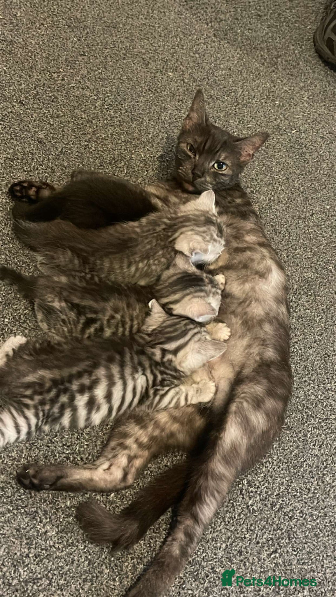 Mixed Breed cats 3 kittens looking for their forever homes  - Advert 1