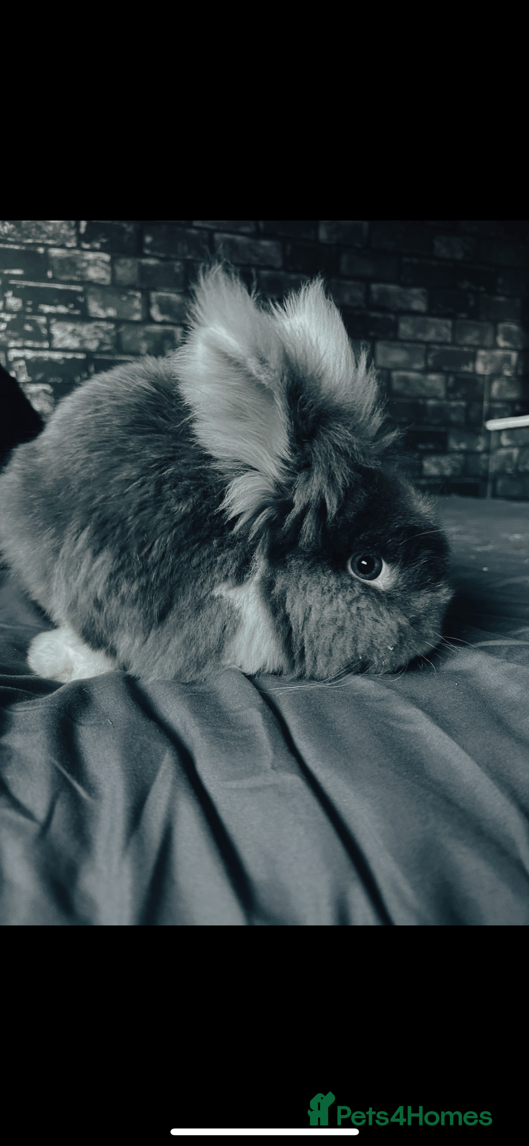 Lionhead rabbits for sale: 1 female , 1 male - 3 Year old lion head bunnies - Advert 5