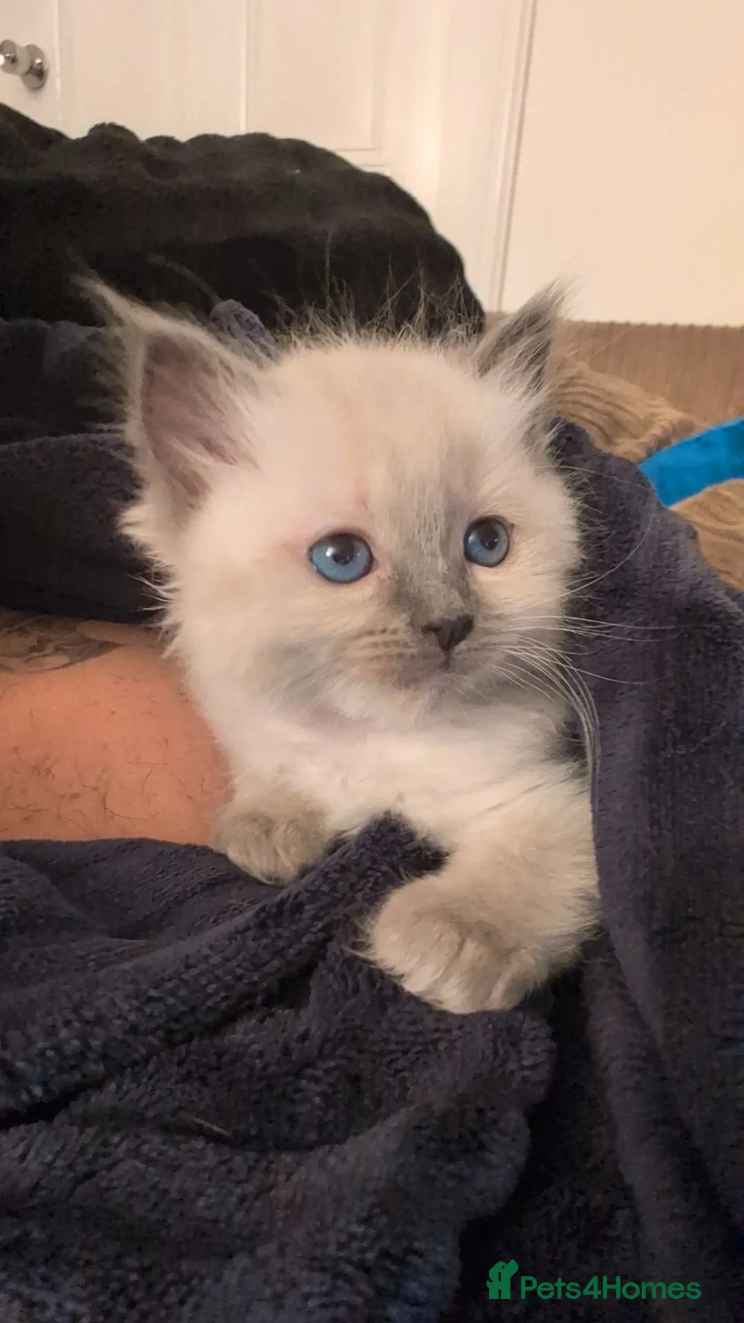 Ragdoll cats for sale: Ragdoll kittens - Advert 2