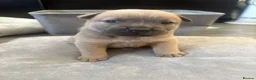 Mixed Breed dogs for sale: 10 chaffy puppies staffy/British bulldog /chow - Advert 21