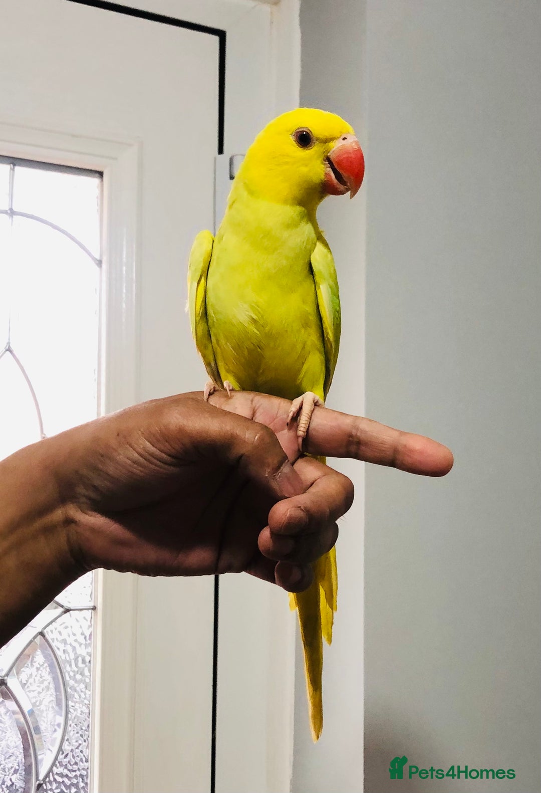 Ringnecks birds for sale: Beautiful coloured ringneck parrots for sale. - Image 15