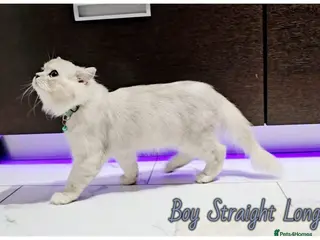 Scottish Fold cats Scottish fold kittens - Advert 5