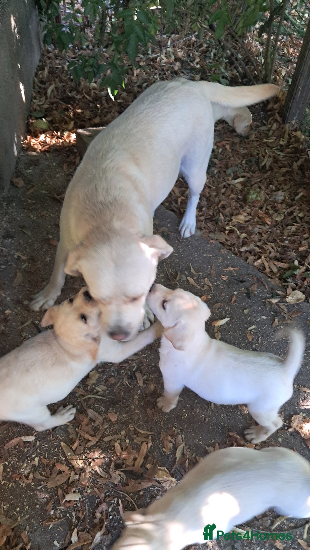 Labrador Retriever dogs for sale: Robust, sensible, yellow KC Labrador Pups - Image 6