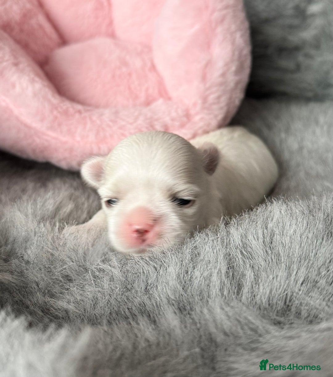 Maltese dogs for sale: 🩷Exquisite Full Korean Maltese Puppies🩵 - Image 3