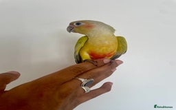 Conures birds for sale: 100% SILLY TAME HAND REARED CONURES - Image 8