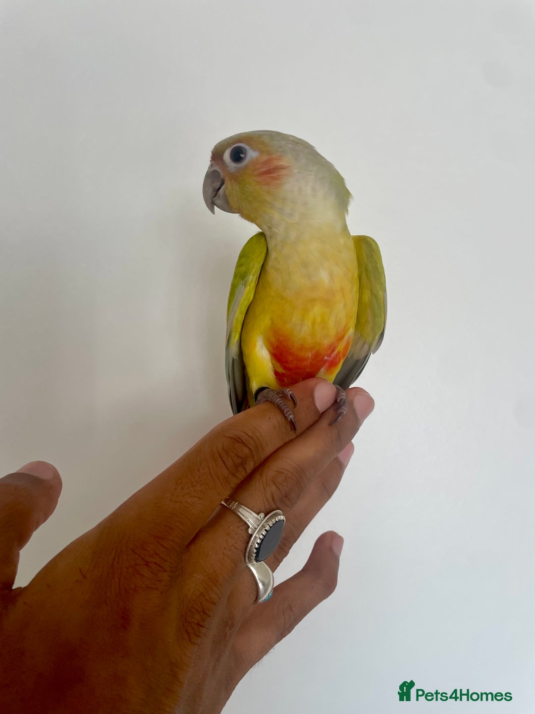 Conures birds for sale: 100% SILLY TAME HAND REARED CONURES - Image 8