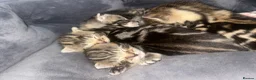 Mixed Breed cats for sale: Mixed tabby and bengal kittens  in Tamworth - Advert 7