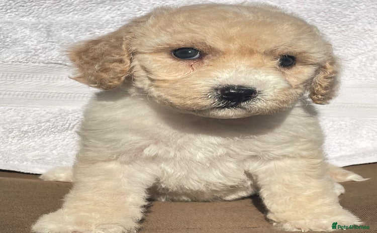 Cockapoo dogs - Advert 1