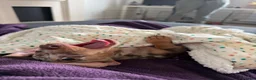 Miniature Dachshund dogs for sale: 6-month Miniature Dachshund for rehoming - Advert 3