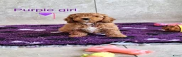 Cavapoochon dogs for sale: Beautiful Cavapoochons puppies - Advert 4