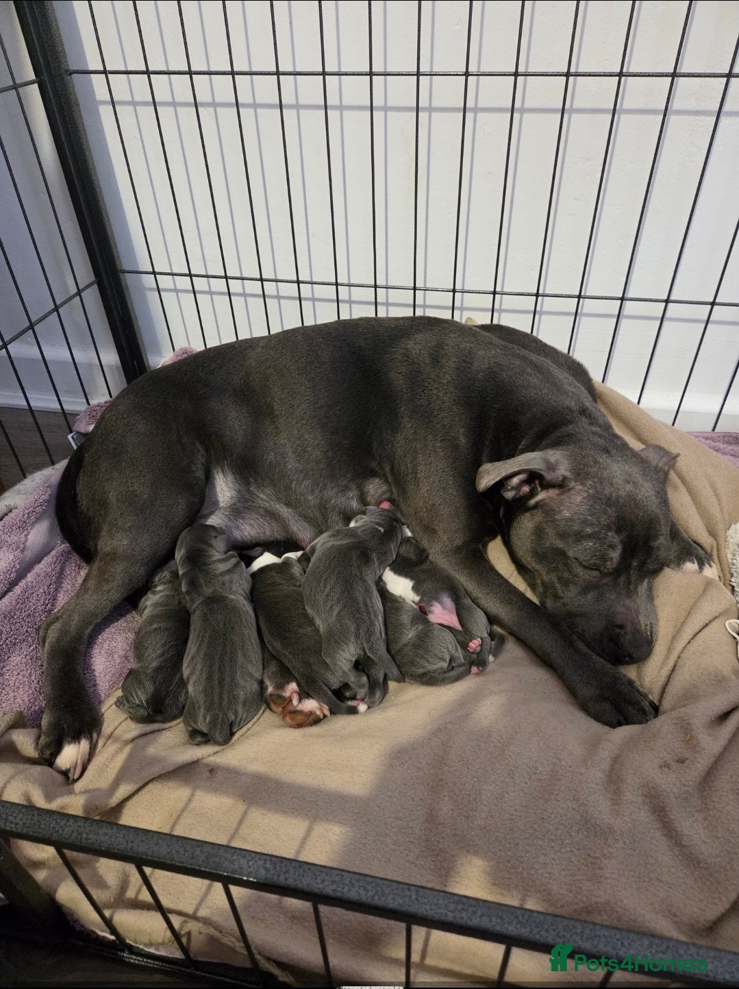 Staffordshire Bull Terrier dogs KC Reg Staffordshire Bull terrier puppies  - Advert 1