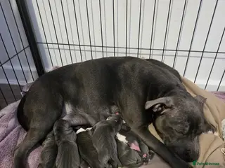 Staffordshire Bull Terrier dogs KC Reg Staffordshire Bull terrier puppies - Advert 1