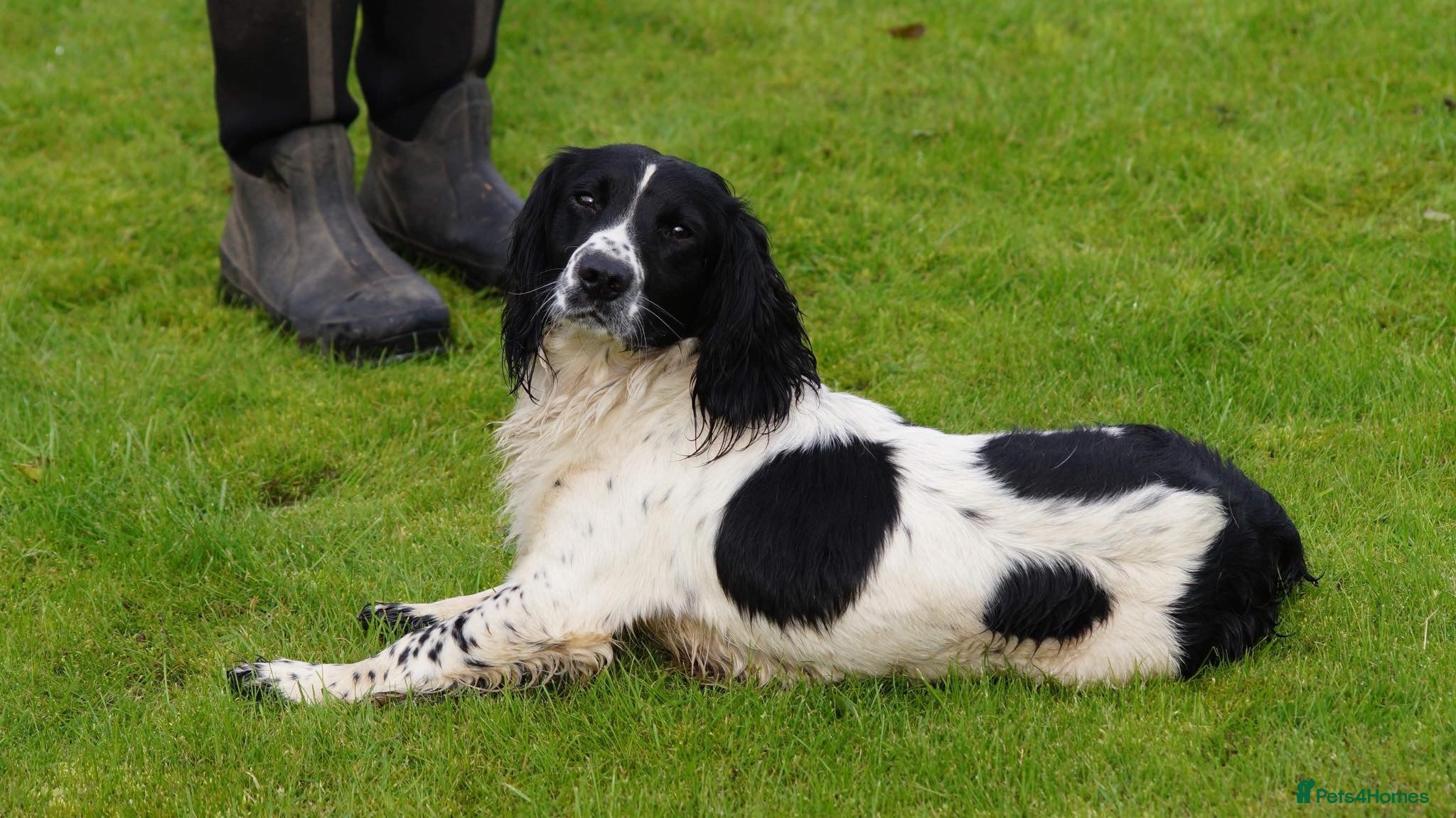 English Springer Spaniel dogs Beautiful KC black & white ESS stud  in Chesterfield - Advert 1
