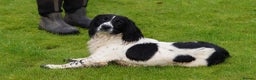 English Springer Spaniel dogs for stud: Beautiful KC black & white ESS stud  in Chesterfield - Advert 1