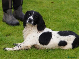 English Springer Spaniel dogs Beautiful KC black & white ESS stud in Chesterfield - Advert 8