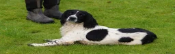 English Springer Spaniel dogs for stud: Beautiful KC black & white ESS stud  in Chesterfield - Advert 1