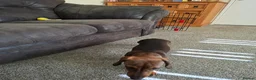 Dachshund dogs for sale: Mabel - Advert 3
