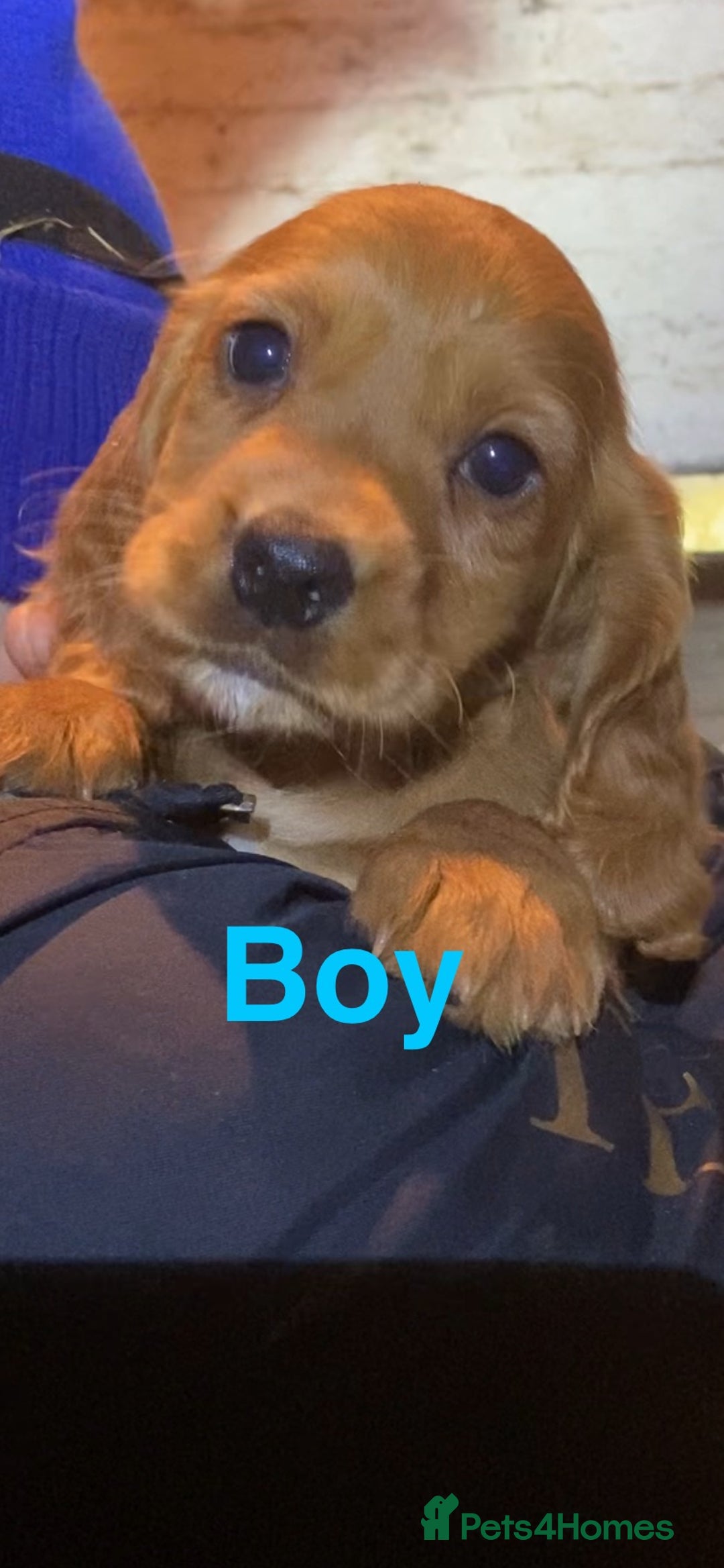 Cocker Spaniel dogs for sale: COCKER SPANIELS Fully Vaccinated Ready Now  - Advert 7