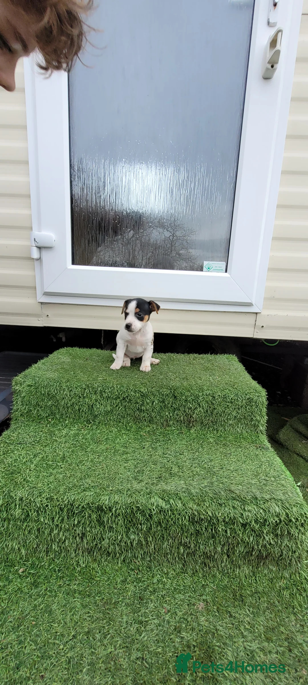 Jack Russell dogs for sale: Old fashioned short legged Jack russel pups!!! - Advert 6