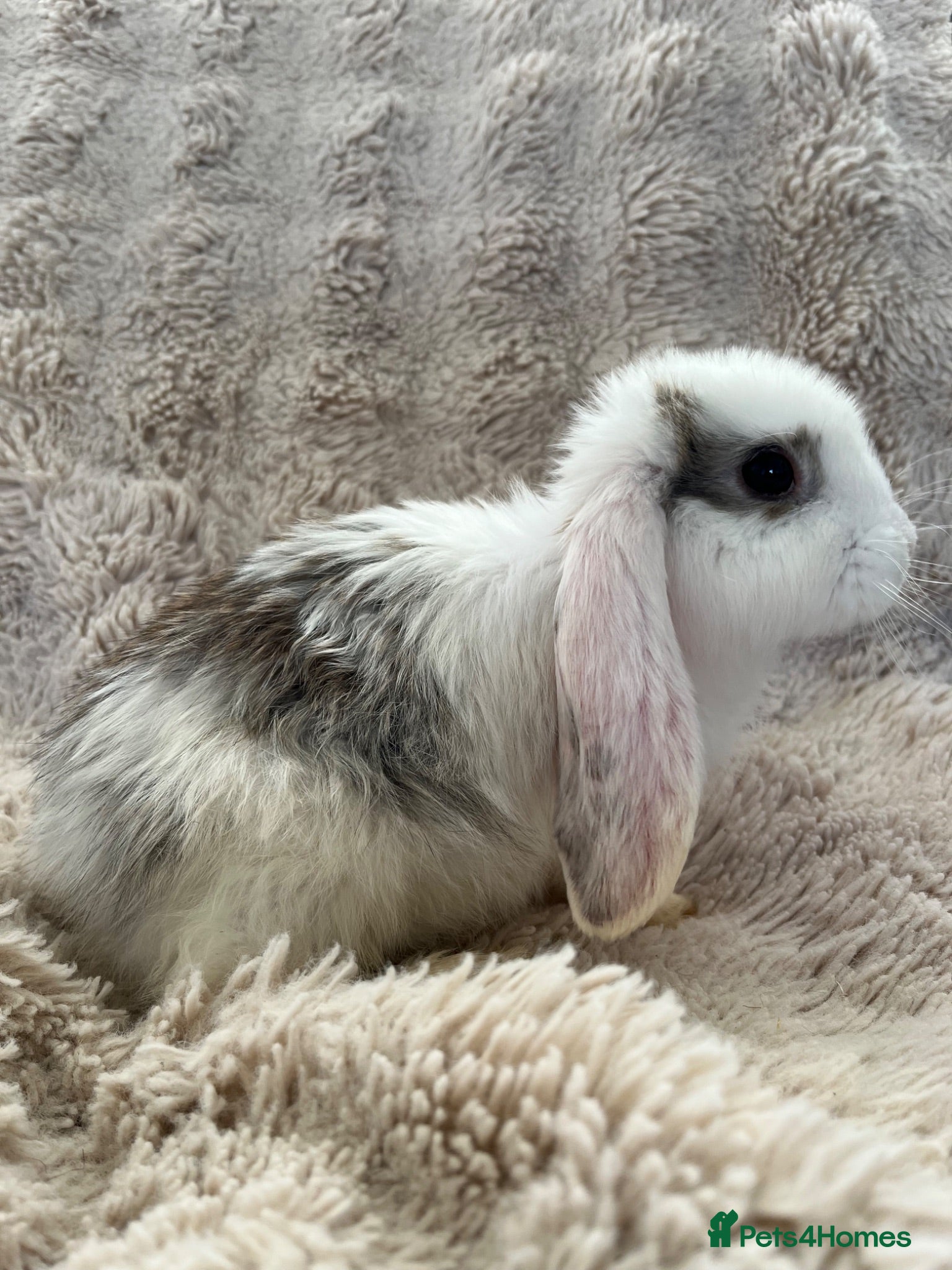 French Lop rabbits French lops looking for their forever home 🏡 - Advert 2