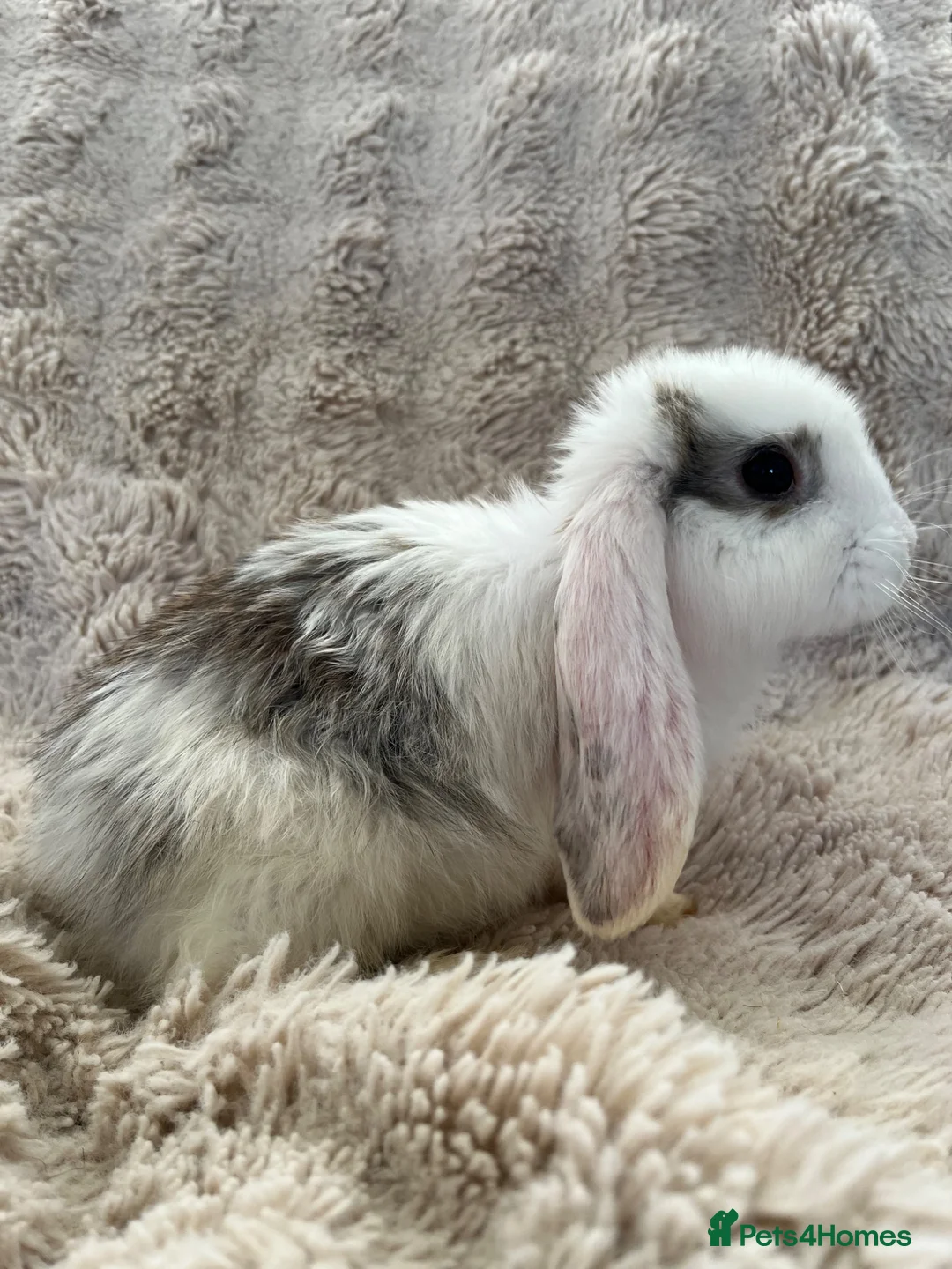 French Lop rabbits for sale: French lops looking for their forever home 🏡 - Advert 2