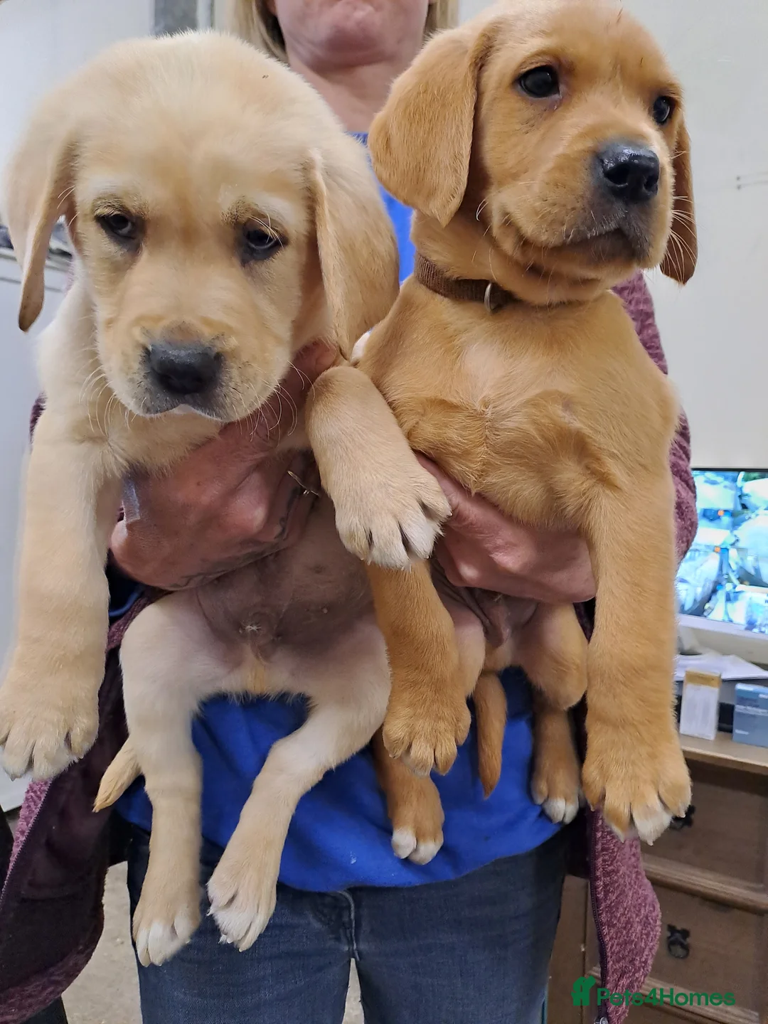 Labrador Retriever dogs for stud: KC Registered Labrador Stud Scooby in March - Advert 6