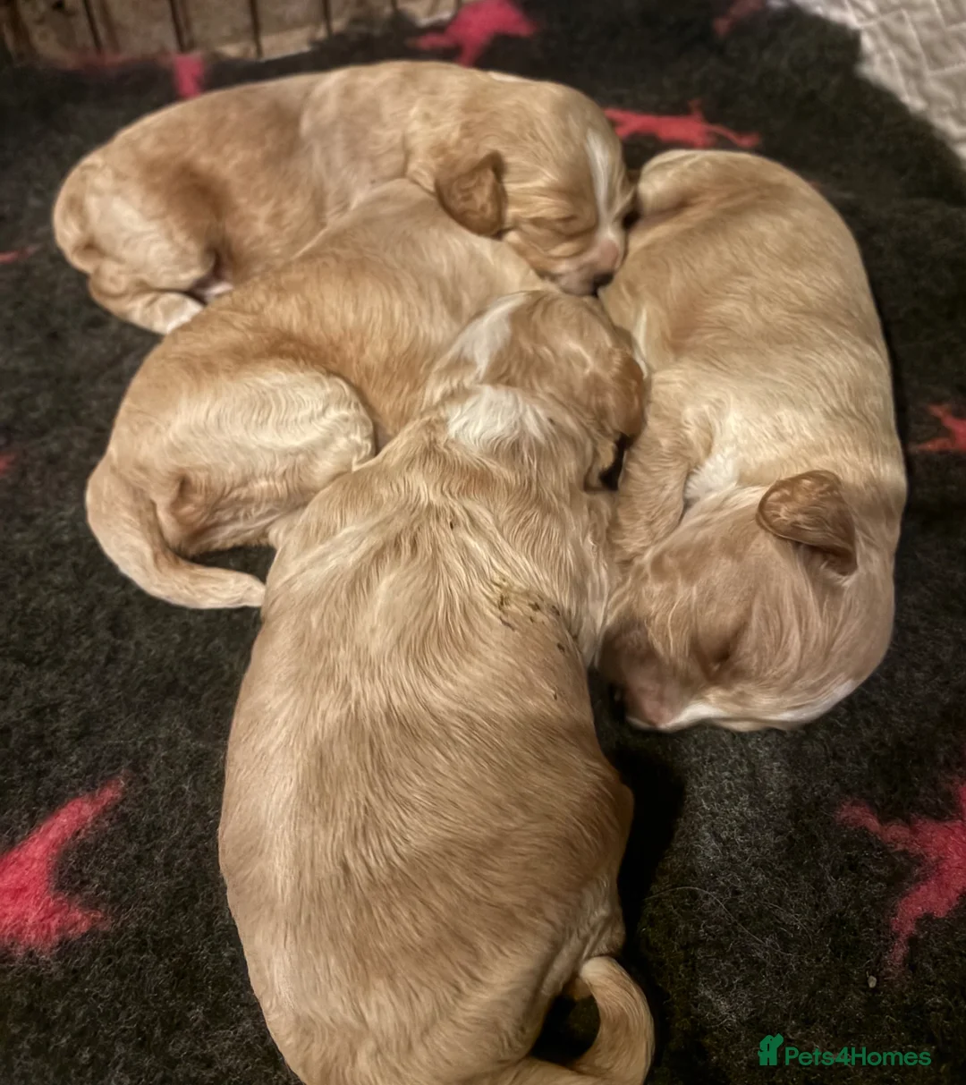 Cockapoo dogs for sale: 4 gorgeous cockapoo F1 Puppies - Advert 9