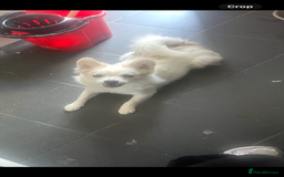 Mixed Breed dogs for sale: Adorable bitch 6 months old Pomsky  - Image 1