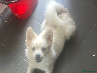 Mixed Breed dogs - Advert 29