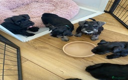Miniature Schnauzer dogs for sale: Miniature Schnauzers - Image 5