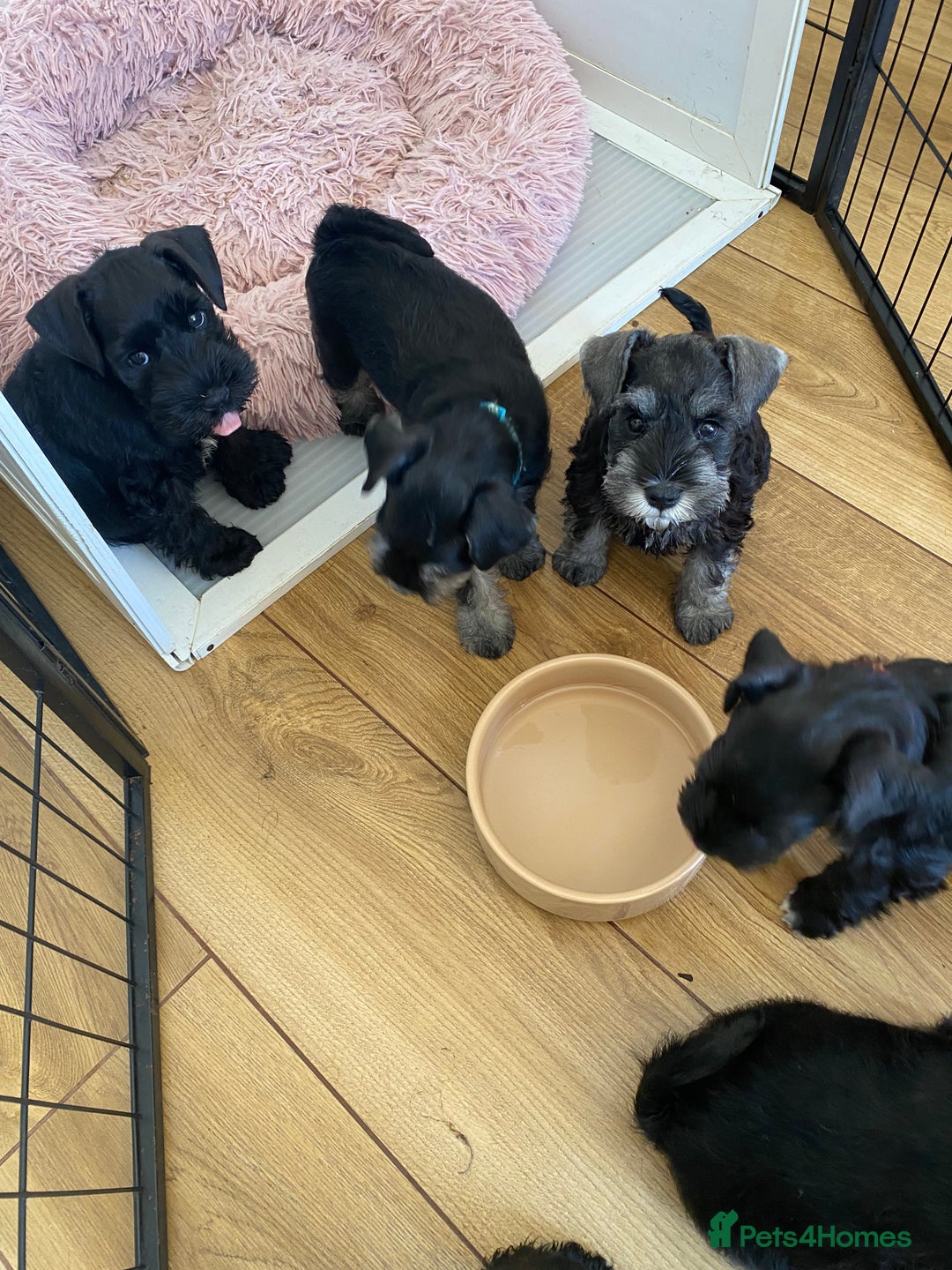 Miniature Schnauzer dogs for sale: Miniature Schnauzers - Image 5