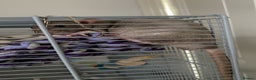 Rat rodents for sale: 2 x male dumbo rats  - Advert 4