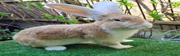 Continental Giant rabbits for sale: Super Stars  Stud Service -Beautiful PROVEN Bucks  - Advert 12