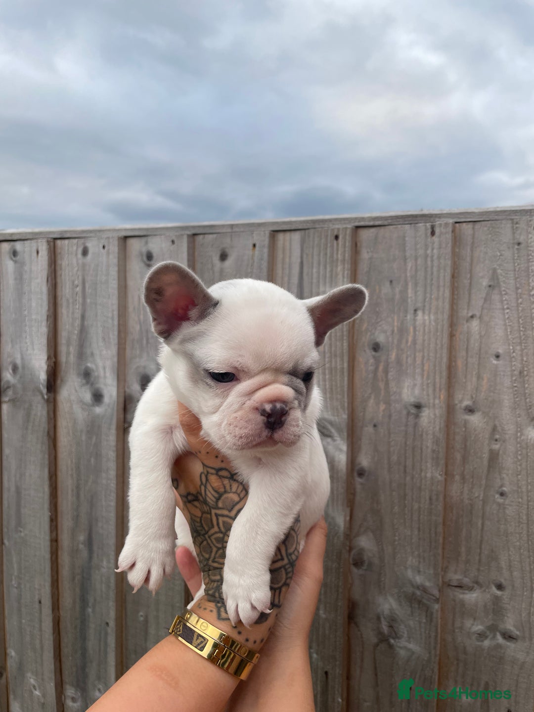 French Bulldog dogs for sale: Beautiful French bulldogs  - Image 9