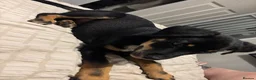 Mixed Breed dogs for sale: Rottweiler x Dalmatian x German shepherd  - Advert 3