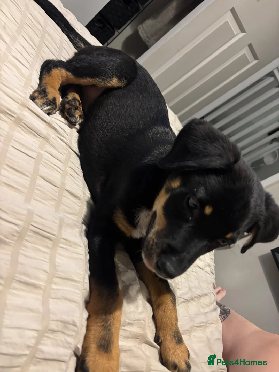 Mixed Breed dogs for sale: Rottweiler x Dalmatian x German shepherd  - Advert 3