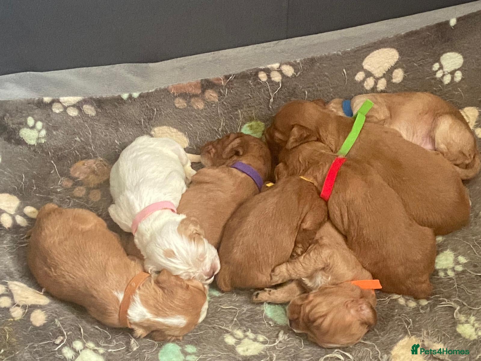 Cocker Spaniel dogs Beautiful Cocker Spaniel Puppies – Ready Mid April - Advert 1