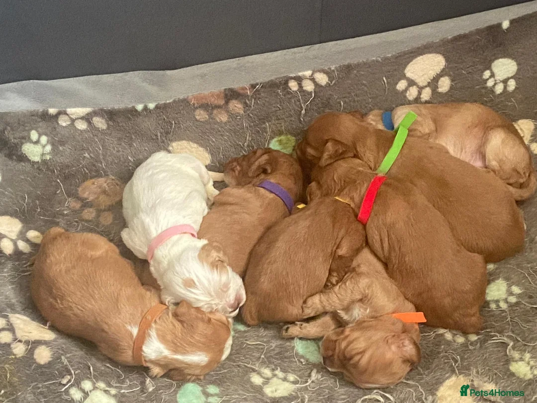Cocker Spaniel dogs for sale: Beautiful Cocker Spaniel Puppies – Ready Mid April in Bideford - Advert 1