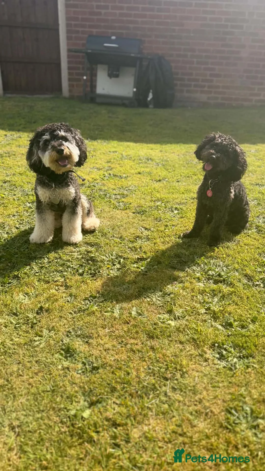 Cockapoo dogs for sale: Cockapoo  in Wrexham - Advert 2