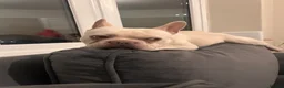 French Bulldog dogs for sale: Hugo frenchie in Stockton-on-Tees - Advert 4