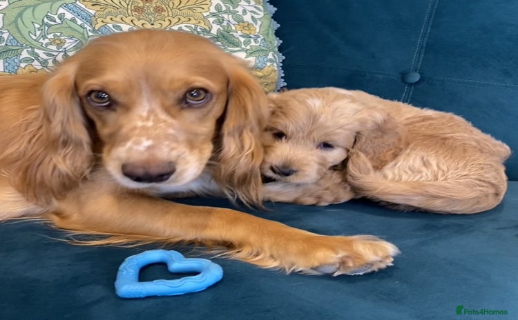 Cockapoo dogs - Advert 1