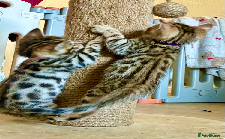 Bengal cats - Advert 5