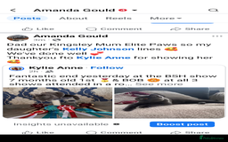 British Shorthair cats for sale: READY NOW Gccf Sally and Active GCCF STUD   - Image 30