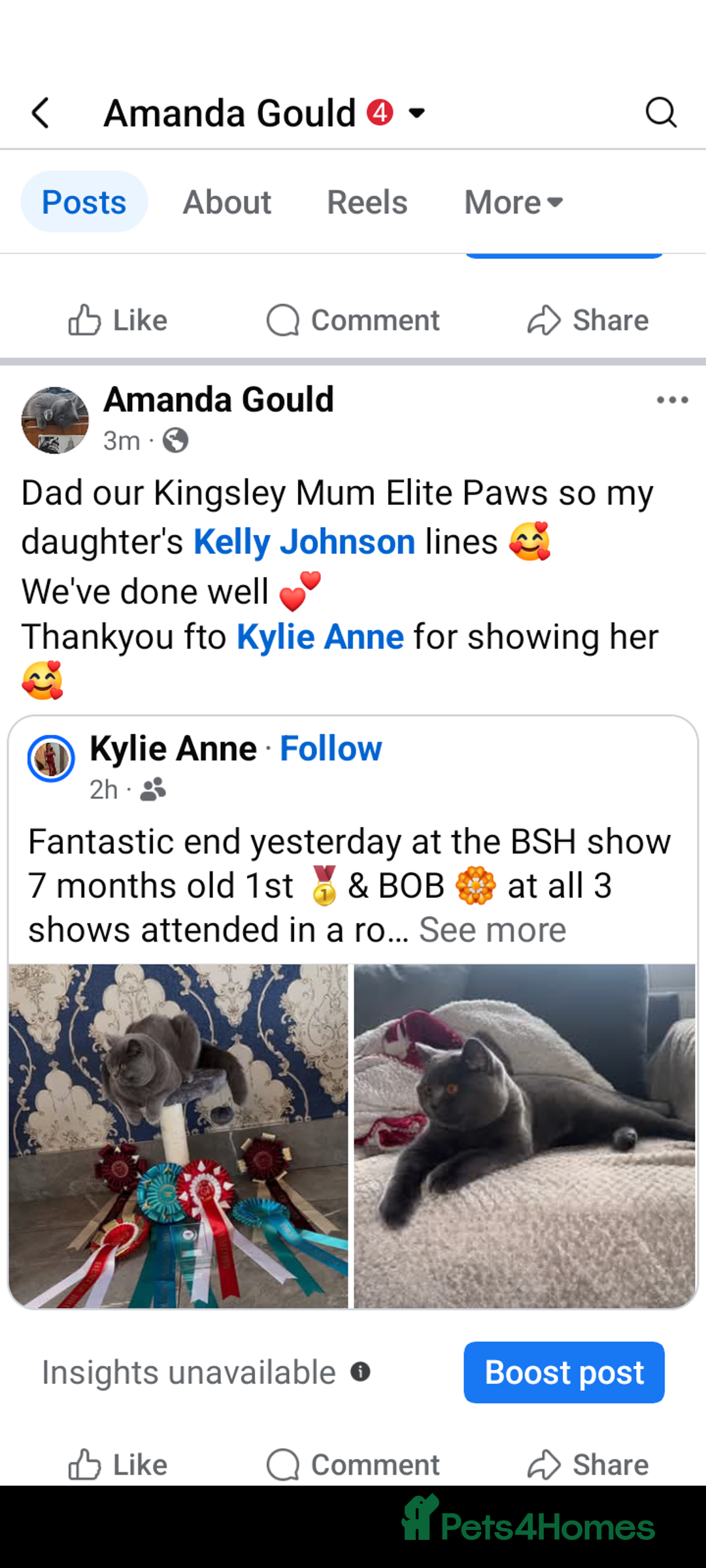 British Shorthair cats for sale: READY NOW Gccf Sally and Active GCCF STUD   - Image 30