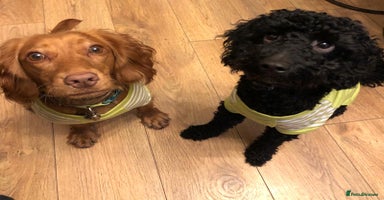 Cockapoo dogs Cockapoo puppies for sale  - Advert 3