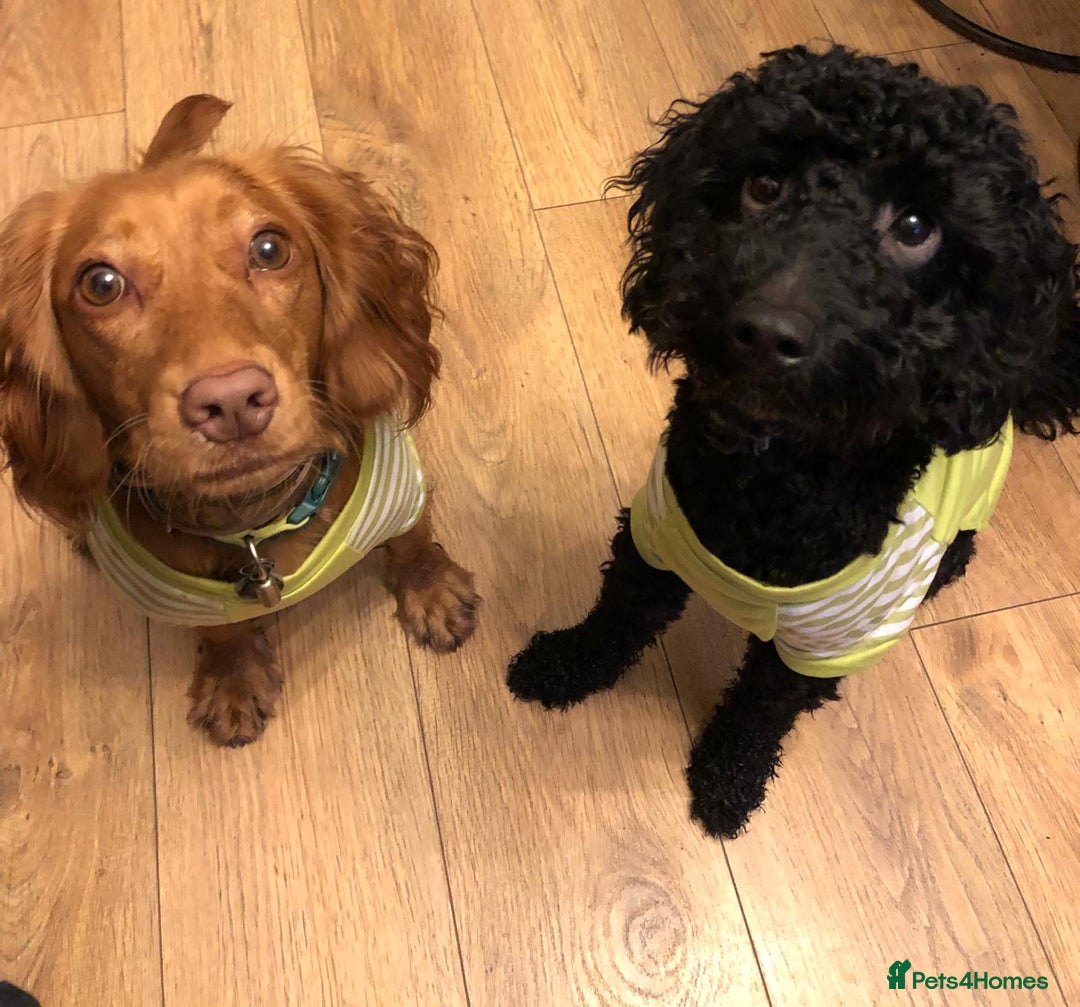 Cockapoo dogs for sale: Cockapoo puppies for sale  - Advert 3