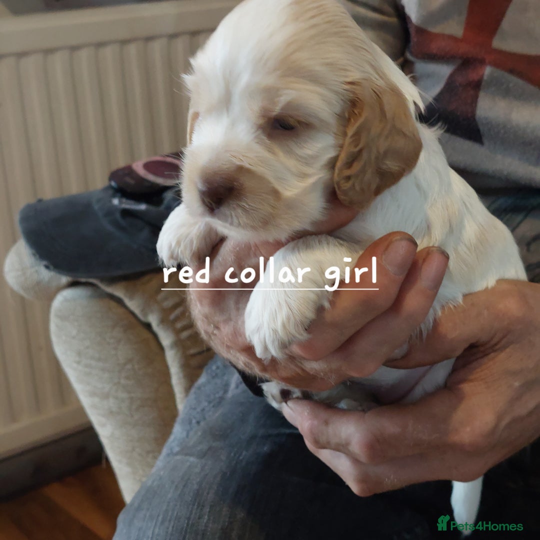 Cocker Spaniel dogs for sale: Kc Reg show type cocker spaniel puppies  - Image 8