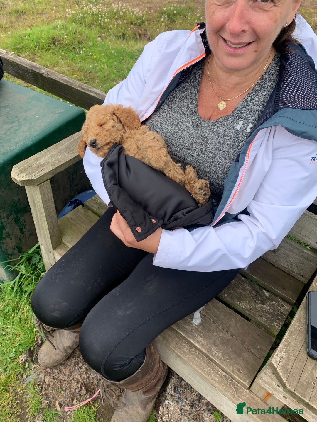 Miniature Poodle dogs for sale: REDUCED Mini poodle pups - Image 4