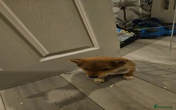 Japanese Shiba Inu dogs for sale: Japanese shiba inu - Image 3